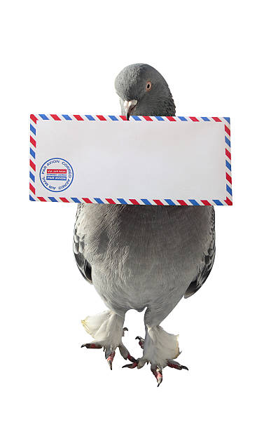 istockphoto-626361412-612x612.jpg